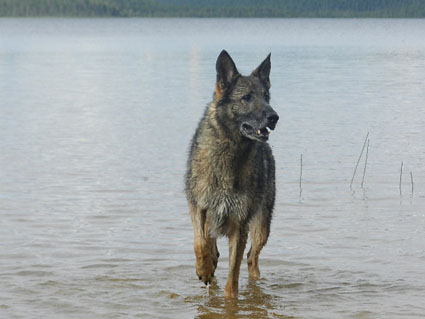 Alison-wampas de la Forêt aux Elfes