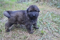 CHIOT