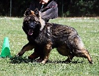 CHIOT