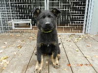 CHIOT