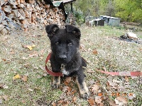 CHIOT