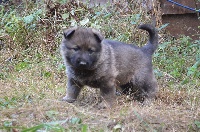 CHIOT