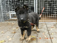 CHIOT