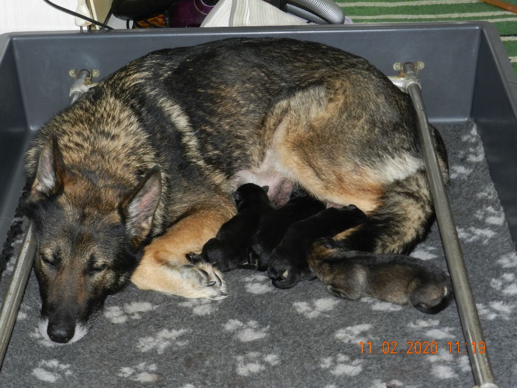 de la Forêt aux Elfes - Chiots disponibles - Berger Allemand